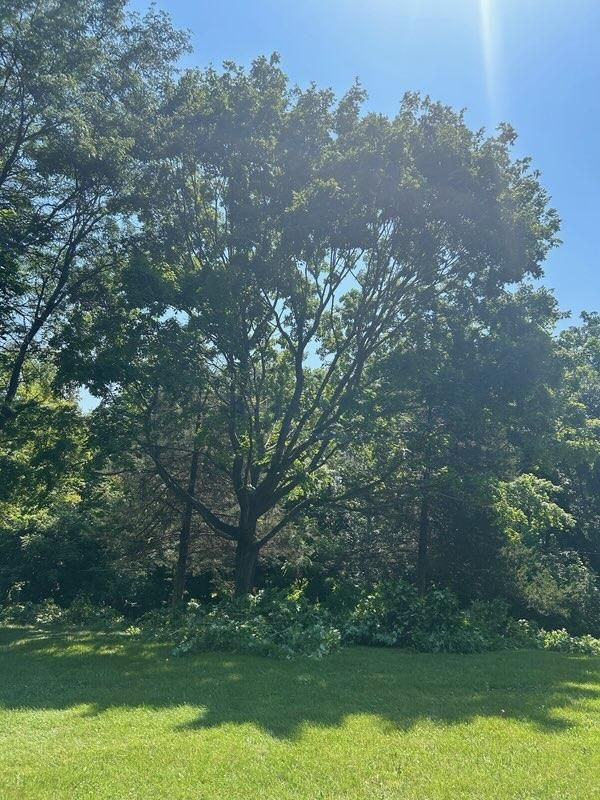 All Photos for Fransen's Tree Service  in Freeport, IL