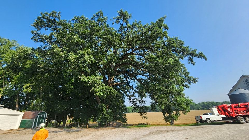 Tree Trimming and Removal for F & F Tree Service in Beavercreek, OH