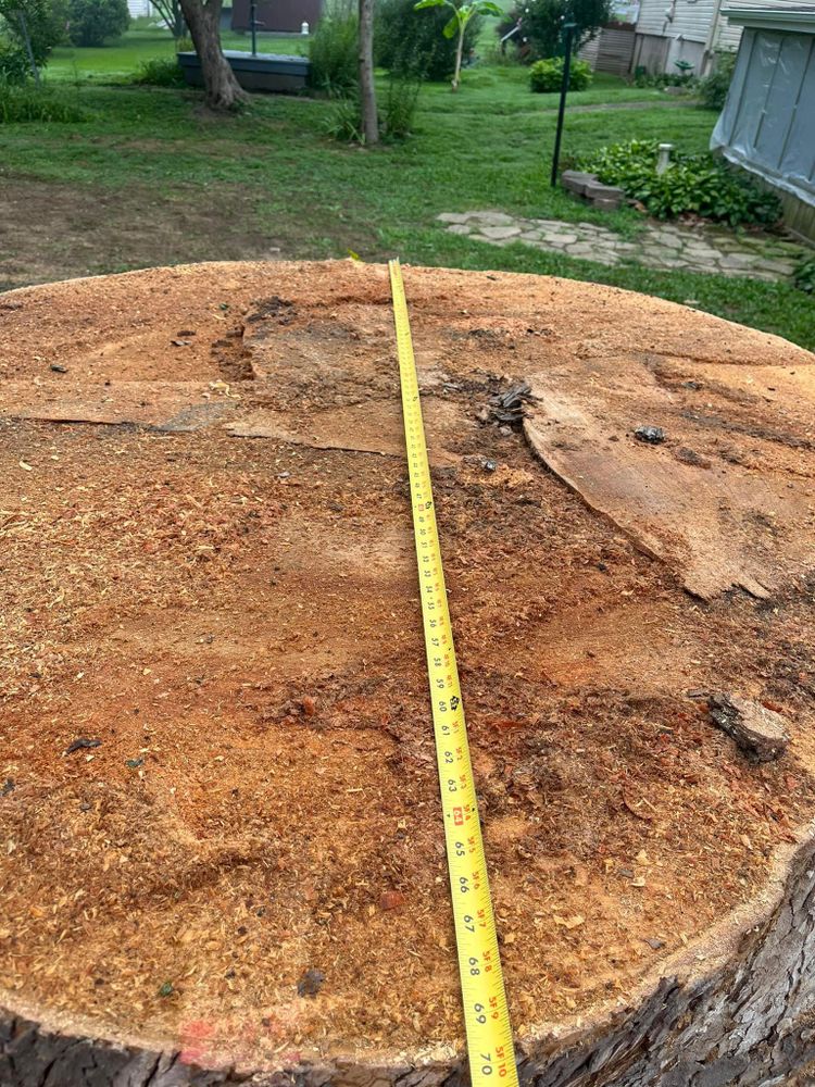 All Photos for Curtis Tree Service LLC in Hopkins County, KY