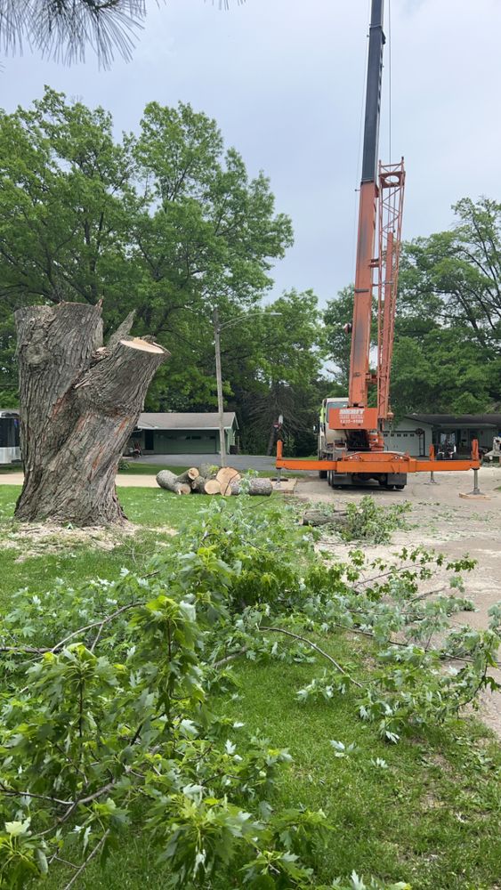 Tree jobs for Fransen's Tree Service  in Freeport, IL