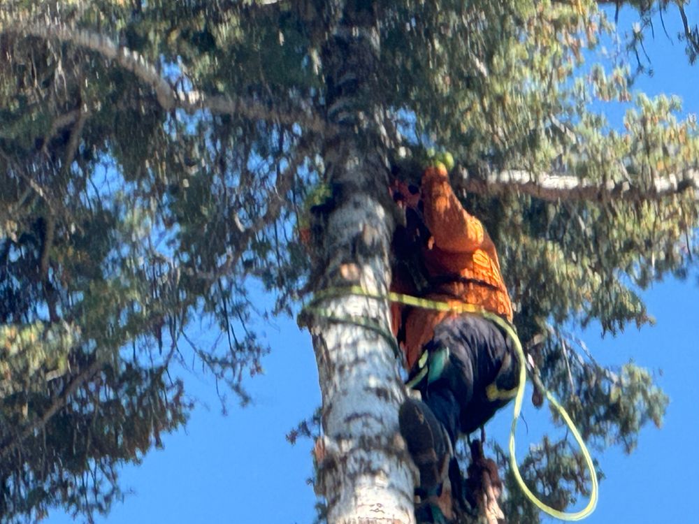 All Photos for The Tree Fairy in Temecula, CA