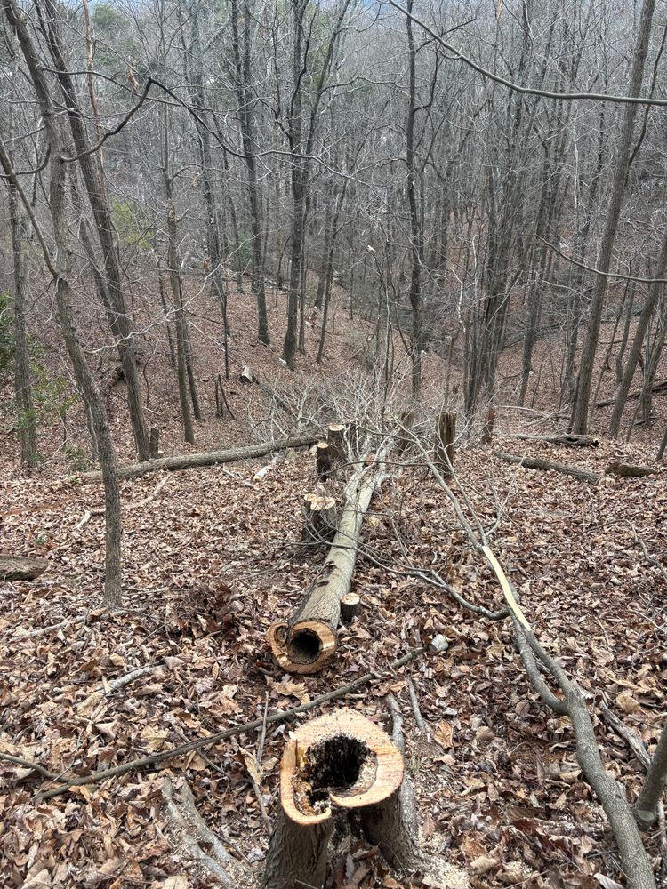 All Photos for Taylormade Lawn Management in Clarkesville, GA