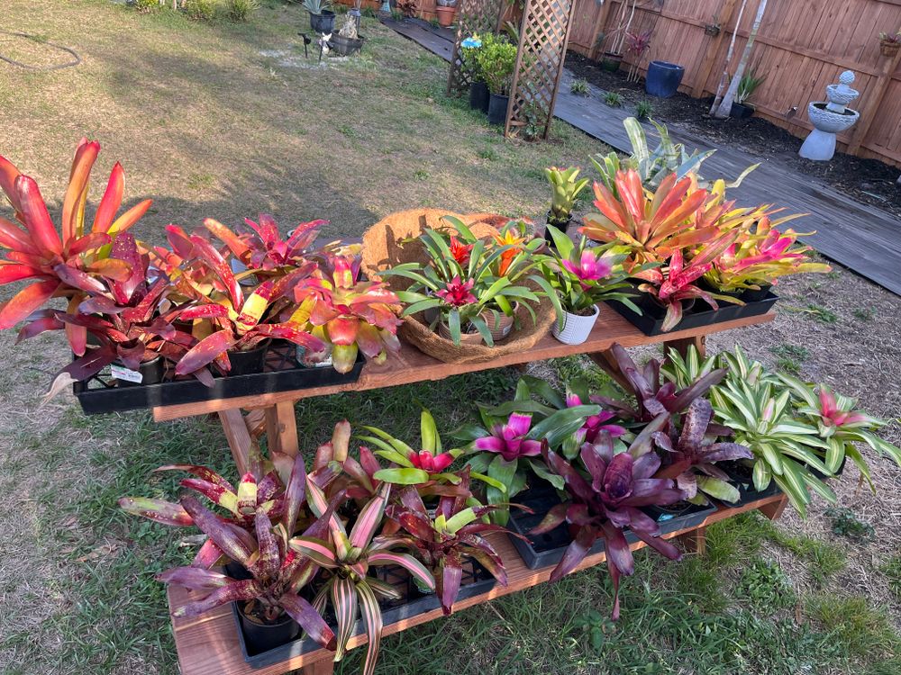 All Photos for Verimay's Garden and Landscaping in Hillsborough County, FL