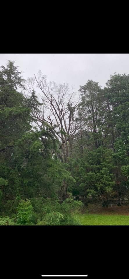 Tree Removal for AB Tree Service in Raleigh, NC