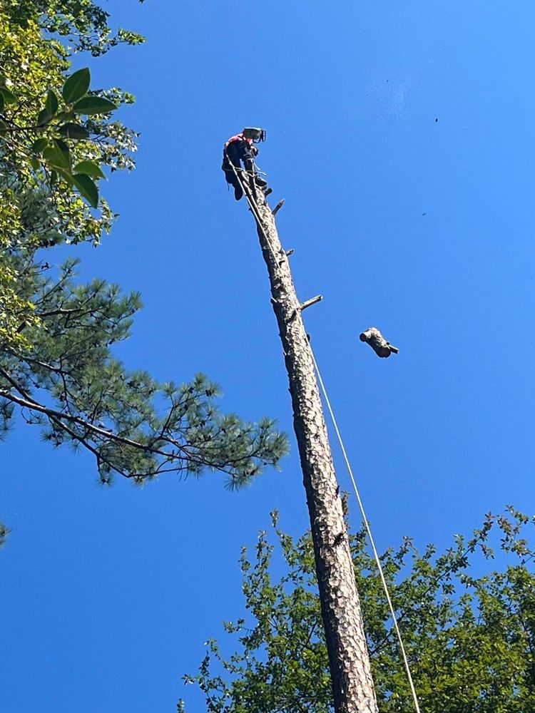 All Photos for Pink Pelican Tree Service & Landscaping in Columbia, SC