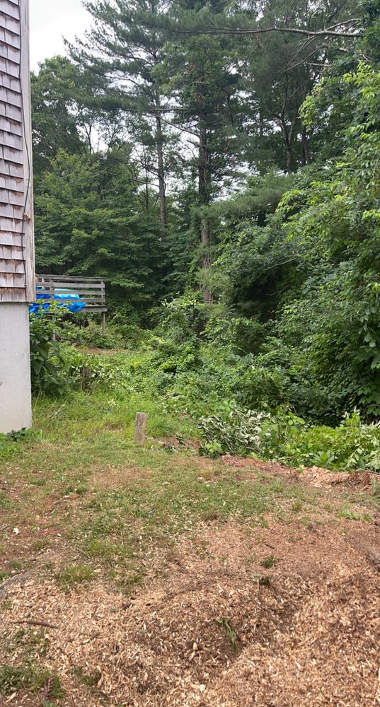 Tree Removal for Robery's Tree Service in West Wareham, MA