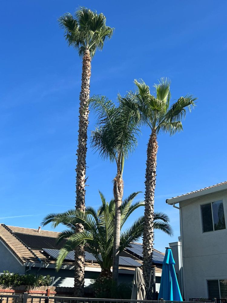 Tree Removal for Sammy's Tree Services in Rancho Cordova, CA