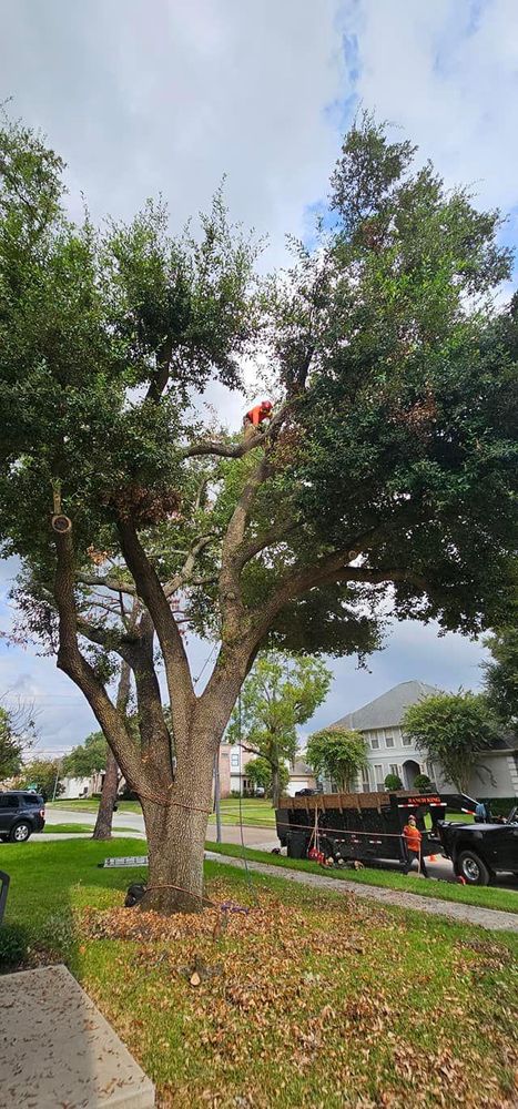 All Photos for Servin's Tree Care  in Houston, TX