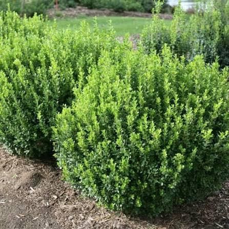 All Photos for Marks Tree Service in Fort Worth, TX