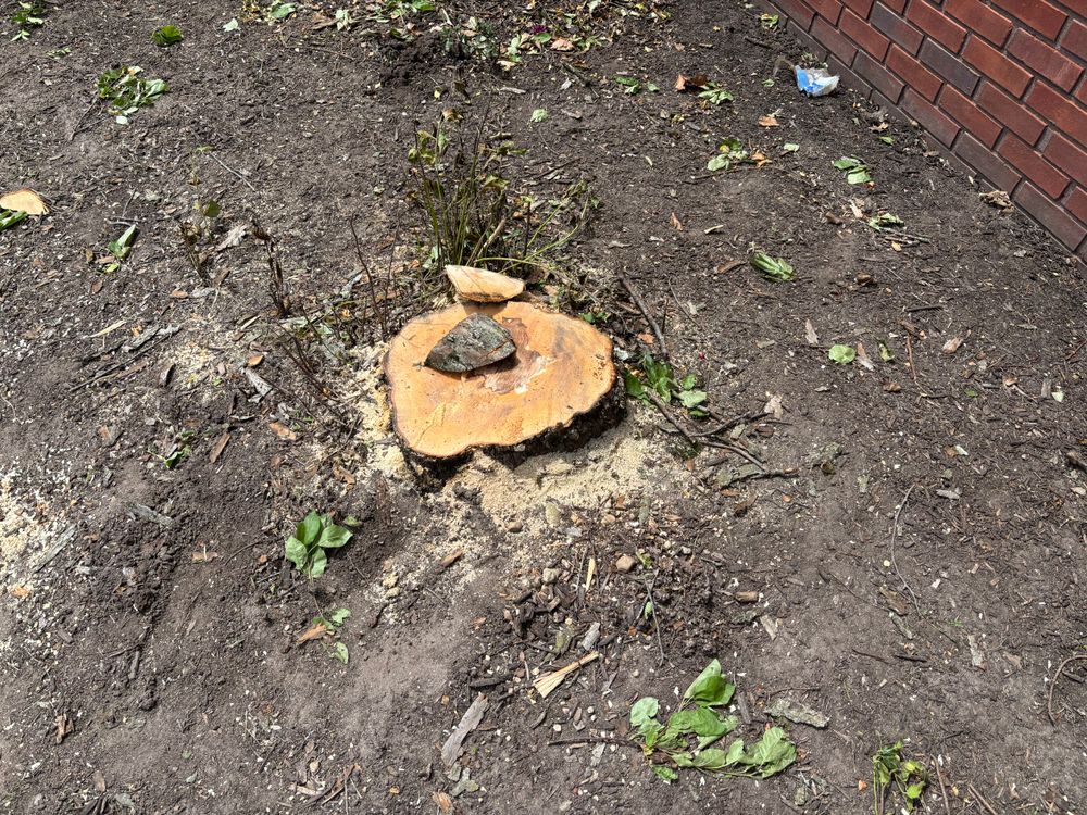 All Photos for Conrad's Stump Removal in Columbus, IN