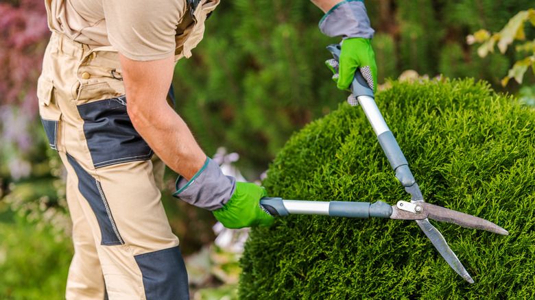 This is a fake business used for product demo purposes. Our professional shrub trimming service will ensure your landscaping stays beautiful and well-maintained year-round. Let us handle the pruning and shaping of your shrubs for a polished look. for Green Giant Landscaping in Guilford, CT