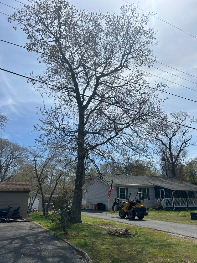 All Photos for Hingewood Tree Service in Salem, NJ