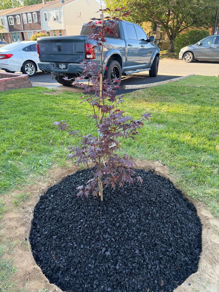 Landscaping  for TAS Lawn Care LLC in Wilmington, DE