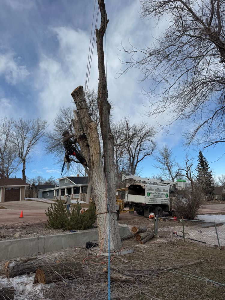 All Photos for Clean Cut Tree Service in Gillette, WY