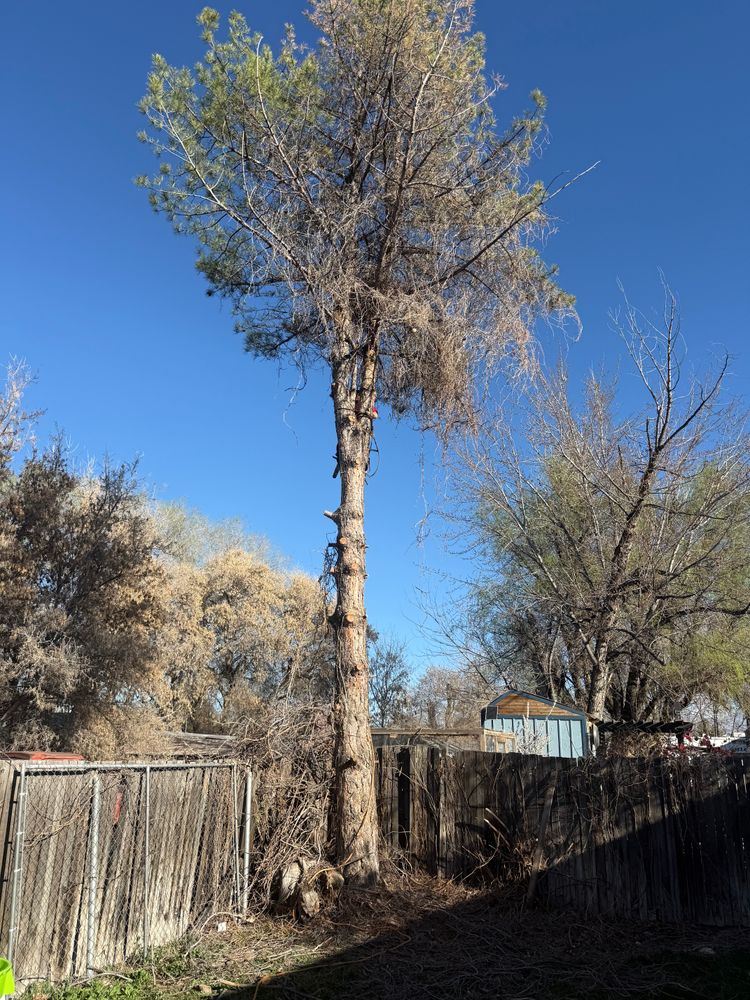 All Photos for Platinum Lawn Service in Santaquin, UT