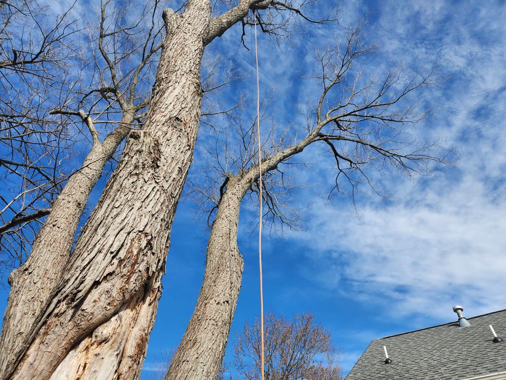 All Photos for Smith Tree Experts in Palmyra, VA