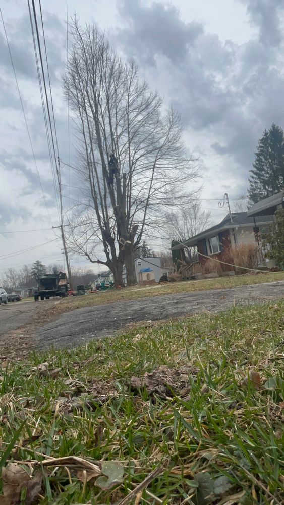 All Photos for Licensed to Cut Tree Service in Athens, PA