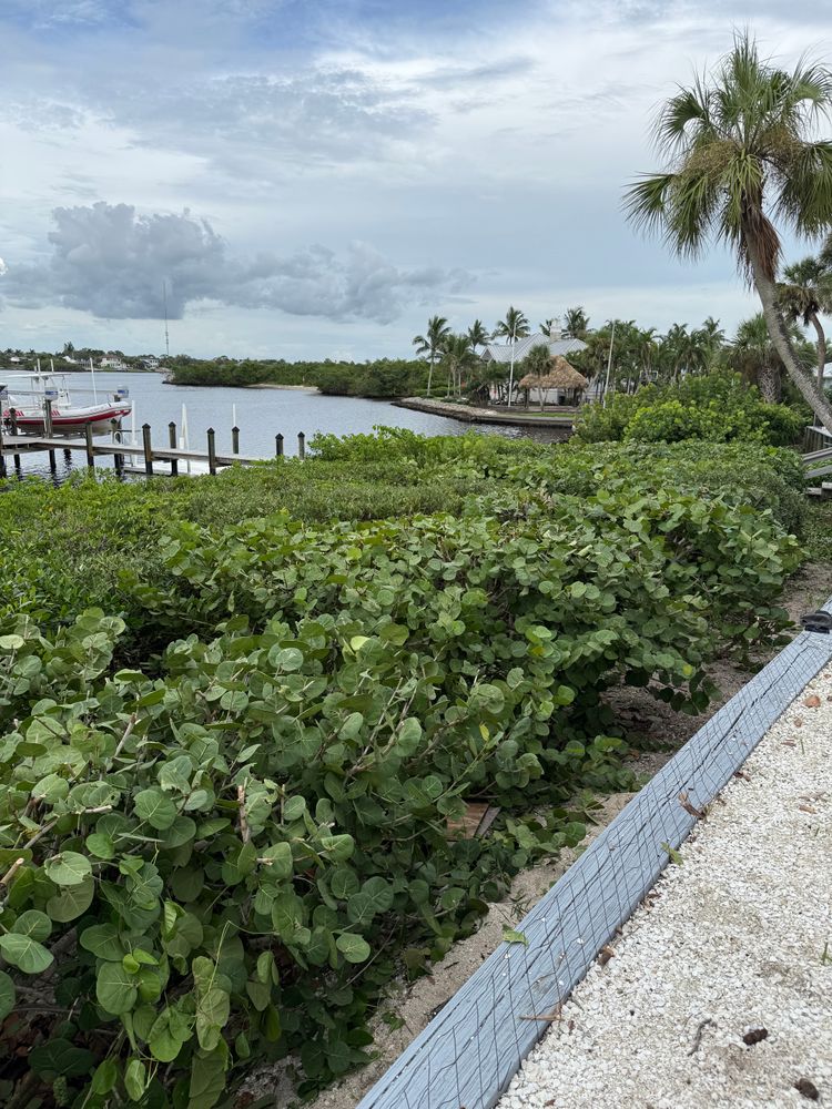 Tree Removal for Damian’s Tree Care in Sarasota, FL