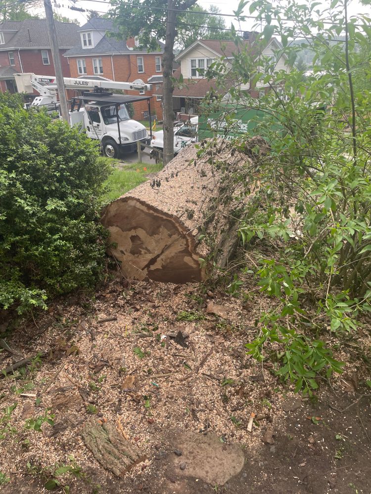 Tree Removal for TLC Professional Tree Service in Bedford, TX