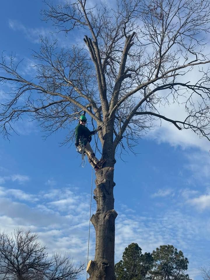 Our Tree Trimming service enhances your property's curb appeal by carefully pruning and shaping trees for optimal health, safety, and aesthetics while ensuring their growth is sustainably managed. for Tree Life Tree Service in Wichita, KS