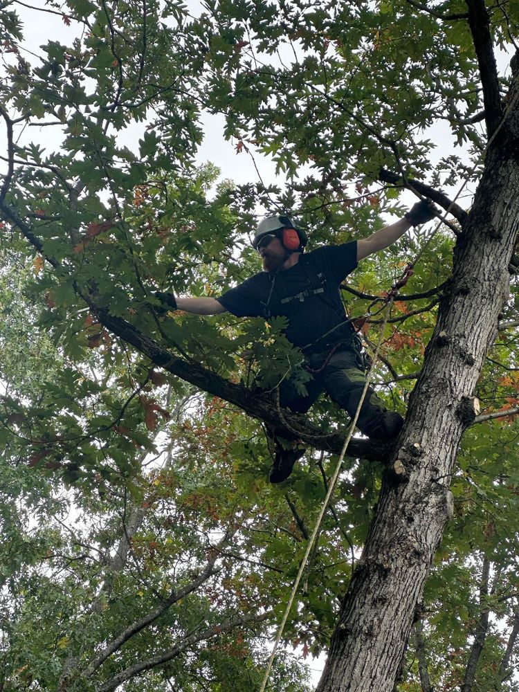All Photos for Leaf and Limb in Townsend, MA
