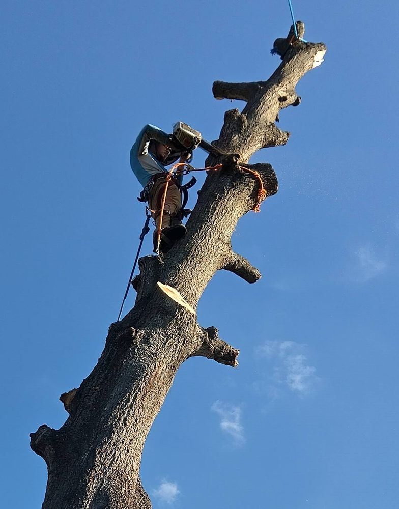 Tree Removal for Bills Tree Service in Valrico, FL