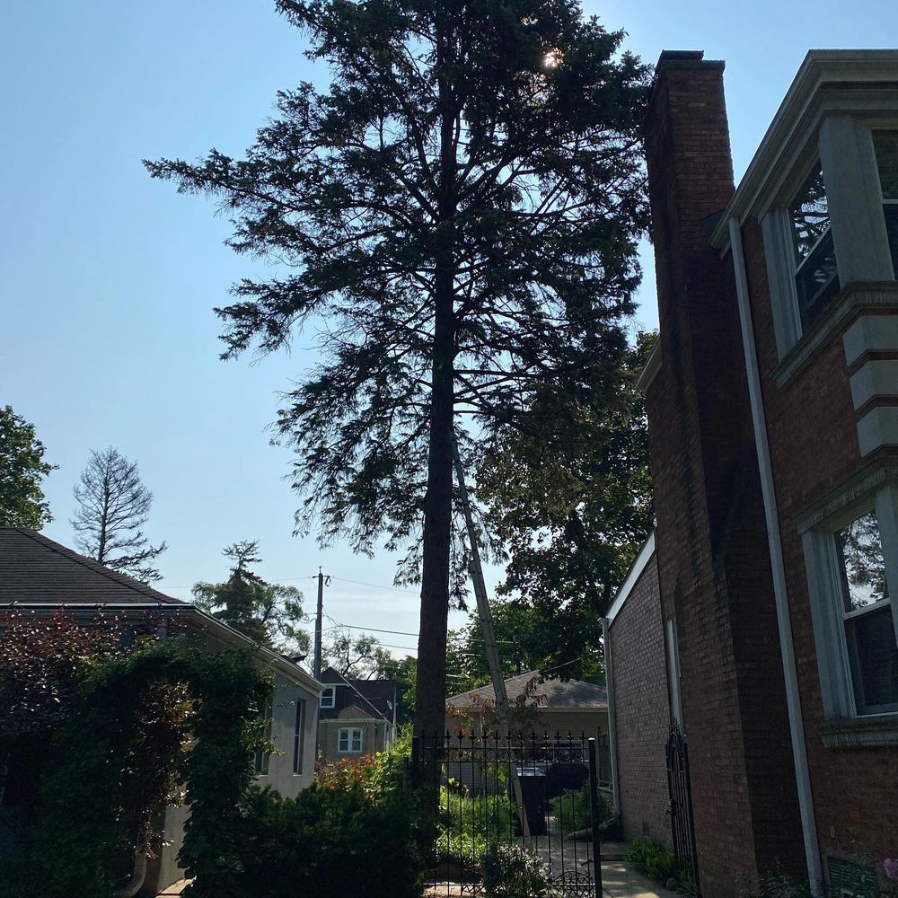 Tree Removal for Moreno Landscaping in Mundelein, IL