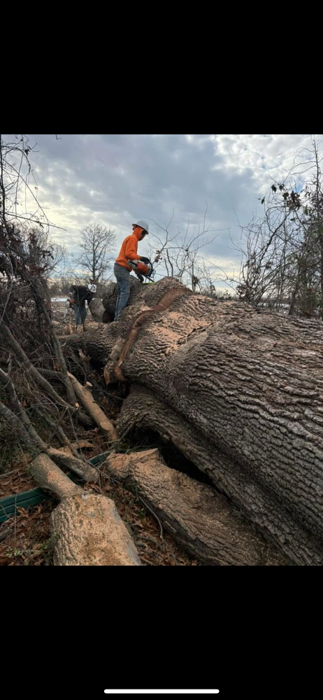 All Photos for Curtis Tree Service LLC in Hopkins County, KY
