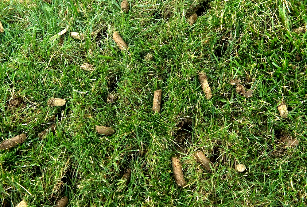 All Photos for Green Pro Lawn Care in Greensboro, NC