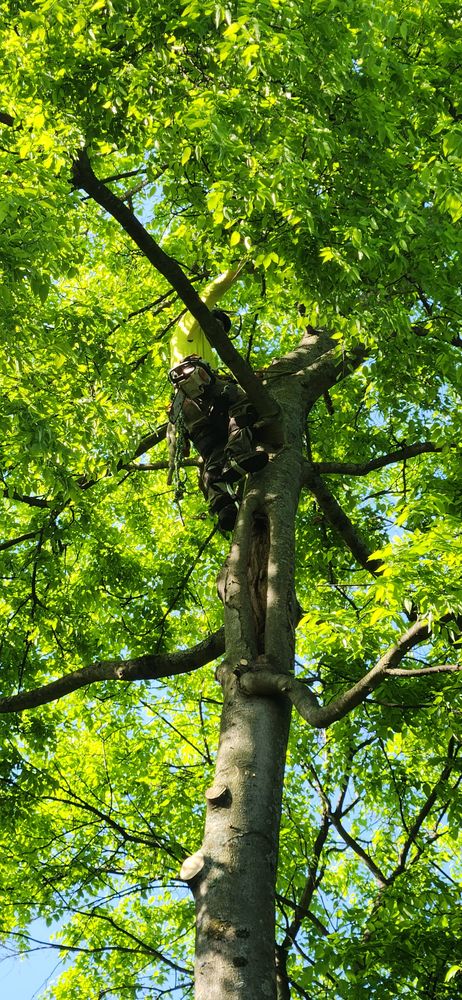 All Photos for Tree Fellers in Sumner County, TN