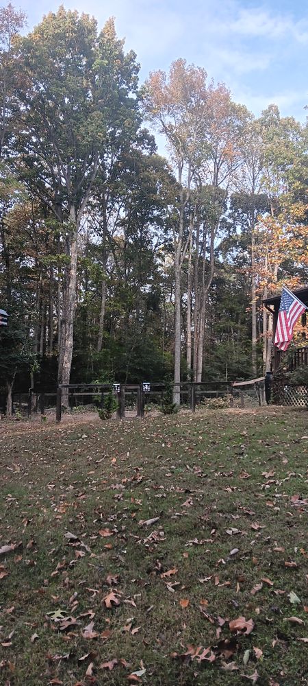 All Photos for Mario's Tree Service in Richmond, VA