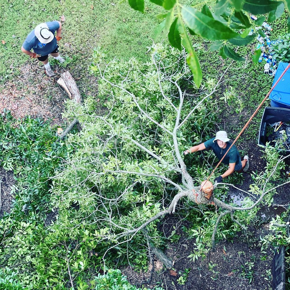 Tree Removal for Tesla Tree Trimming in Kempner, TX