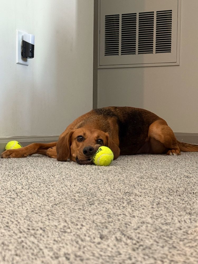 Commercial Cleaning for Dumbo's Doggy Doors in City of Sammamish, WA