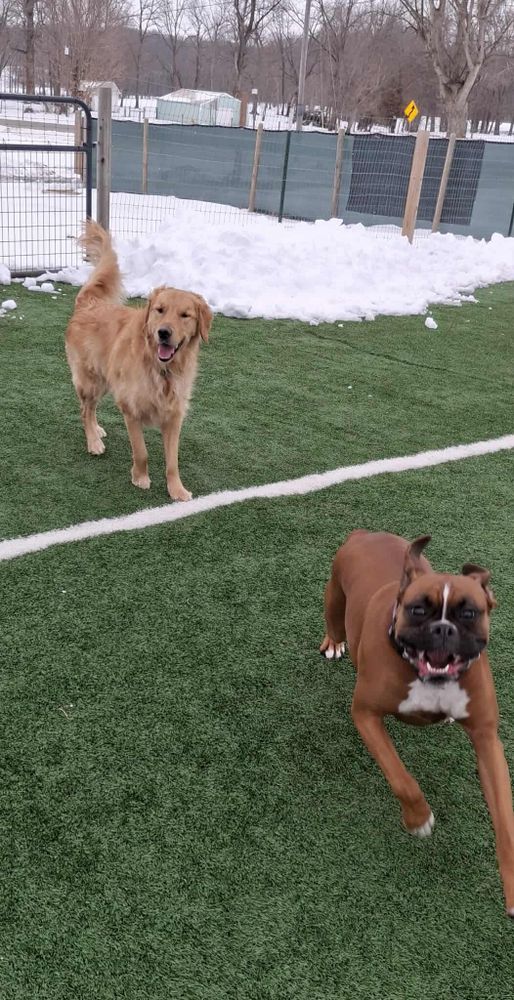 All Photos for Curbside Clips Mobile Grooming in Roachdale, Indiana