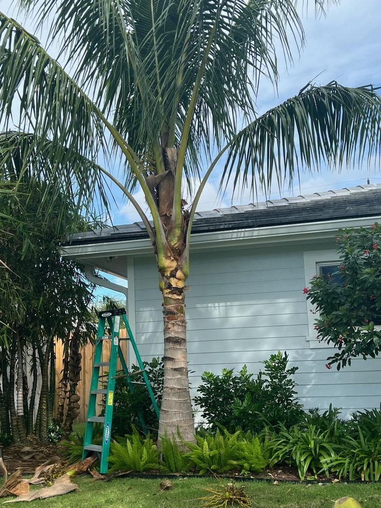 All Photos for Rey Landscaping & Lawn service LLC in West Palm Beach,  FL