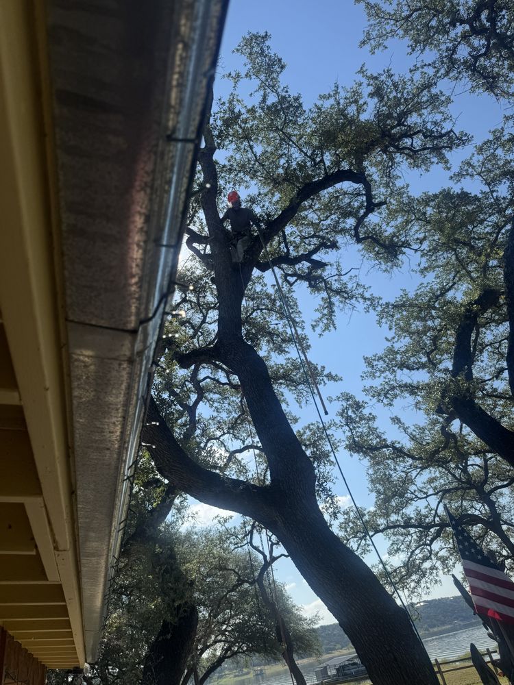 All Photos for Braun Tree Service in Floresville, Texas
