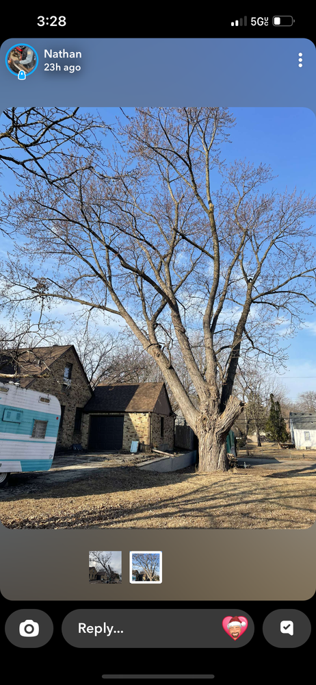 Trees for K and Z Lawn Care in Andover, MN