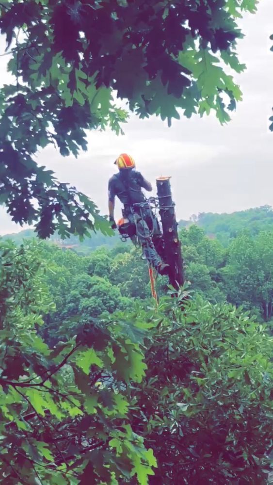 All Photos for Sky High Tree Service in Columbia, MO