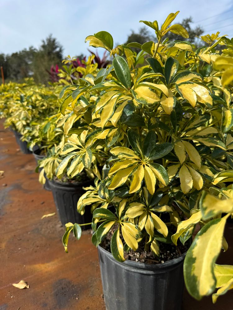 All Photos for Southern Roots Tree Farm in Crystal River, FL