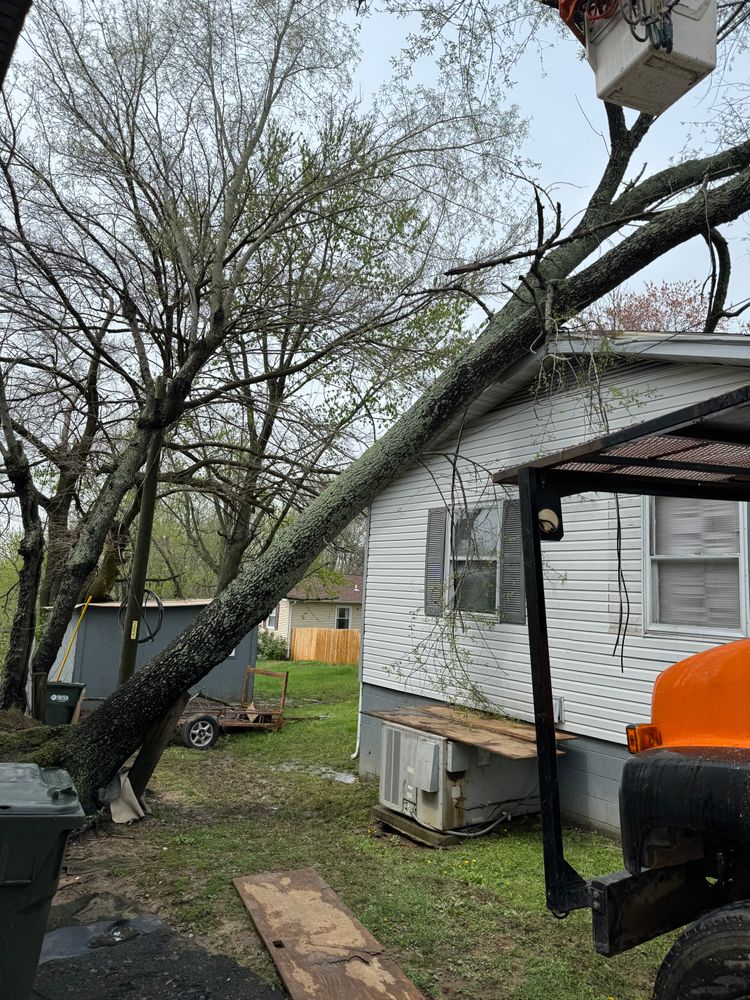 All Photos for Curtis Tree Service LLC in Hopkins County, KY