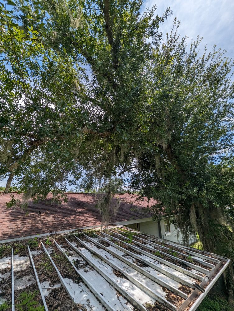 All Photos for Regal Tree Service and Stump Grinding in Wauchula, FL