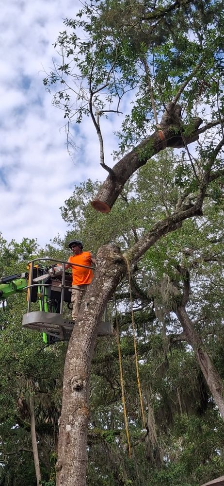 All Photos for Daniel Hickey’s Tree Service in DeLand, FL