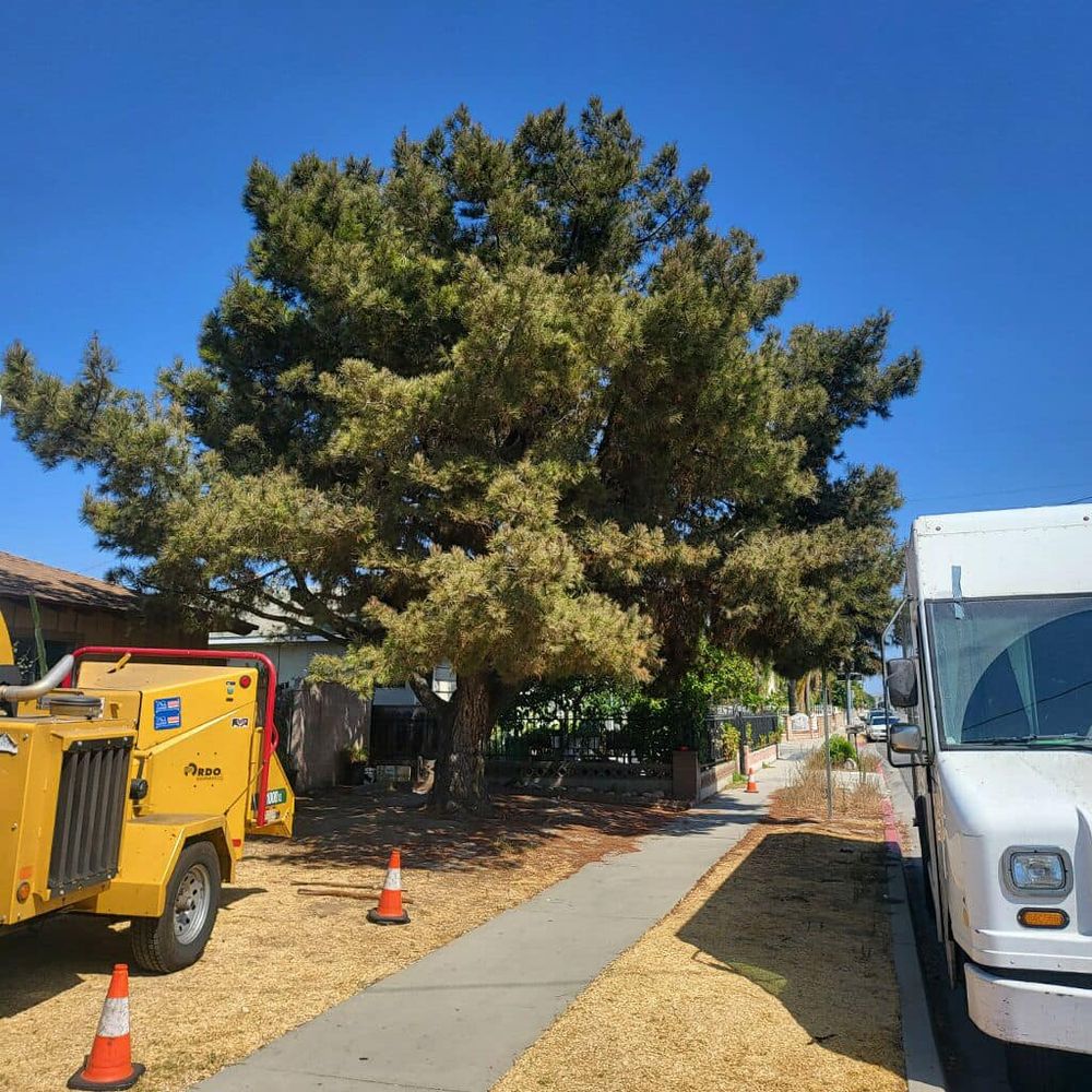 Our Fall Clean Up service ensures your yard is pristine by removing leaves, debris, and dead branches, preparing your landscape for winter while enhancing safety and appearance. Enjoy a tidy outdoor space effortlessly. for Maya Tree Service in La Puente, CA