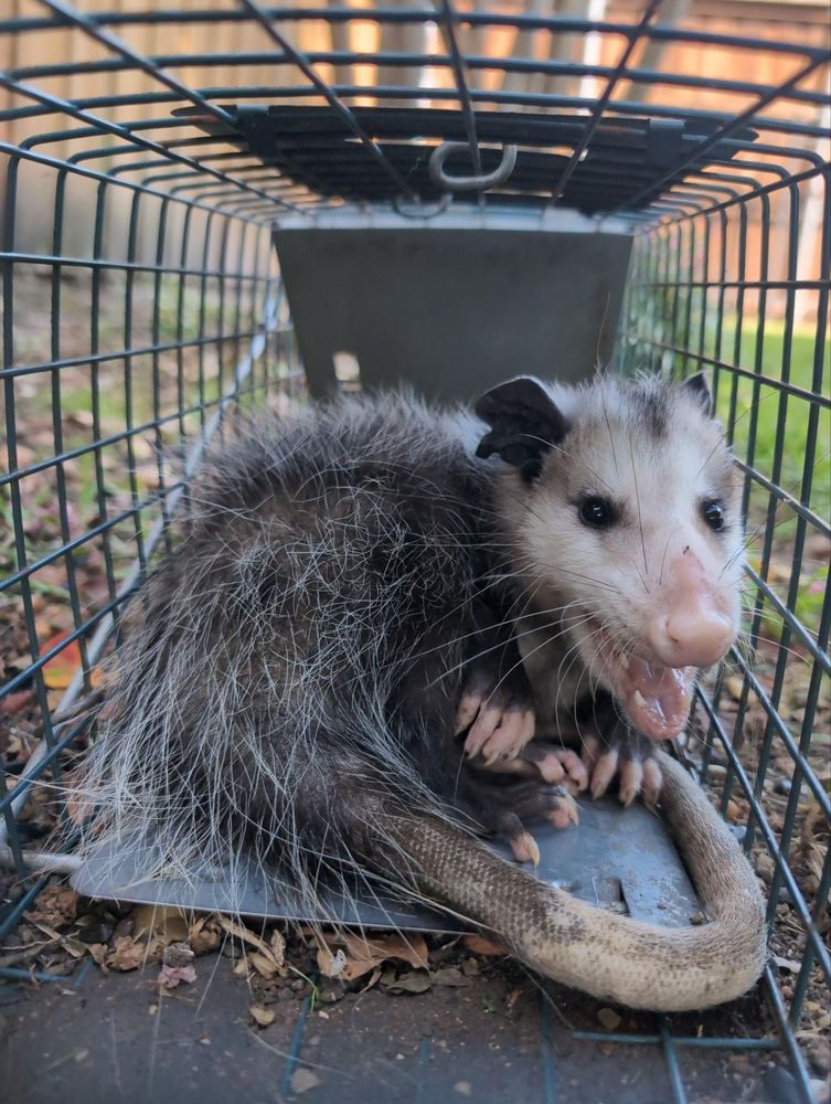 All Photos for Topper's Wildlife Removal in Garland, TX