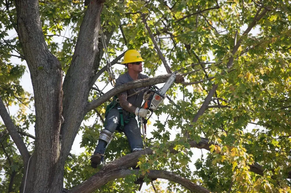 Our Tree Services efficiently manage tree removal, trimming, and maintenance to ensure safety and enhance property aesthetics, complementing our other restoration services for a fully revitalized home environment. for Rapid Renovations & Construction in Atlanta, GA