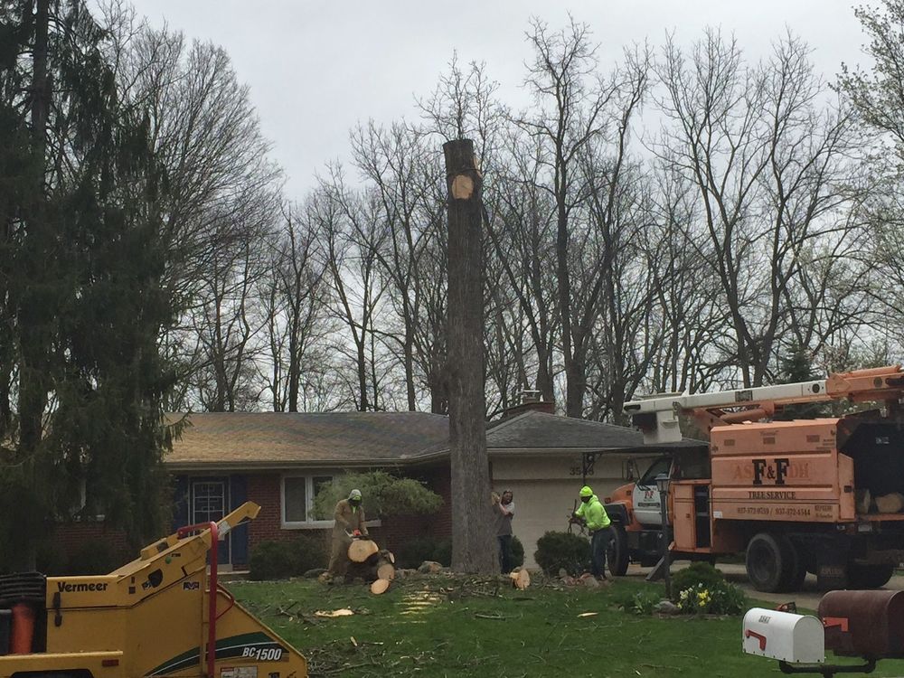 Tree Trimming and Removal for F & F Tree Service in Beavercreek, OH