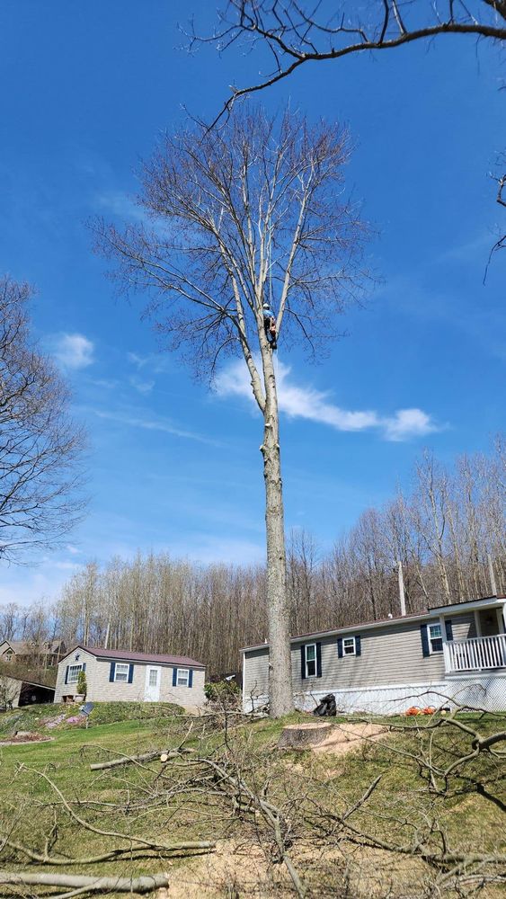 Tree Removal for J&E Tree & Excavation Services in Sandy, PA