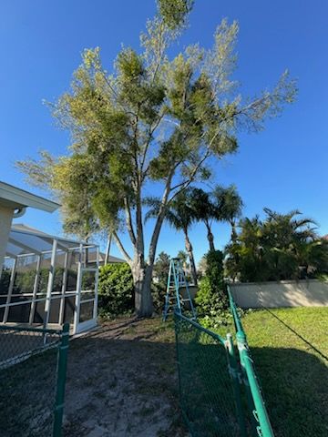 All Photos for Elevation Tree Service in Holiday, FL