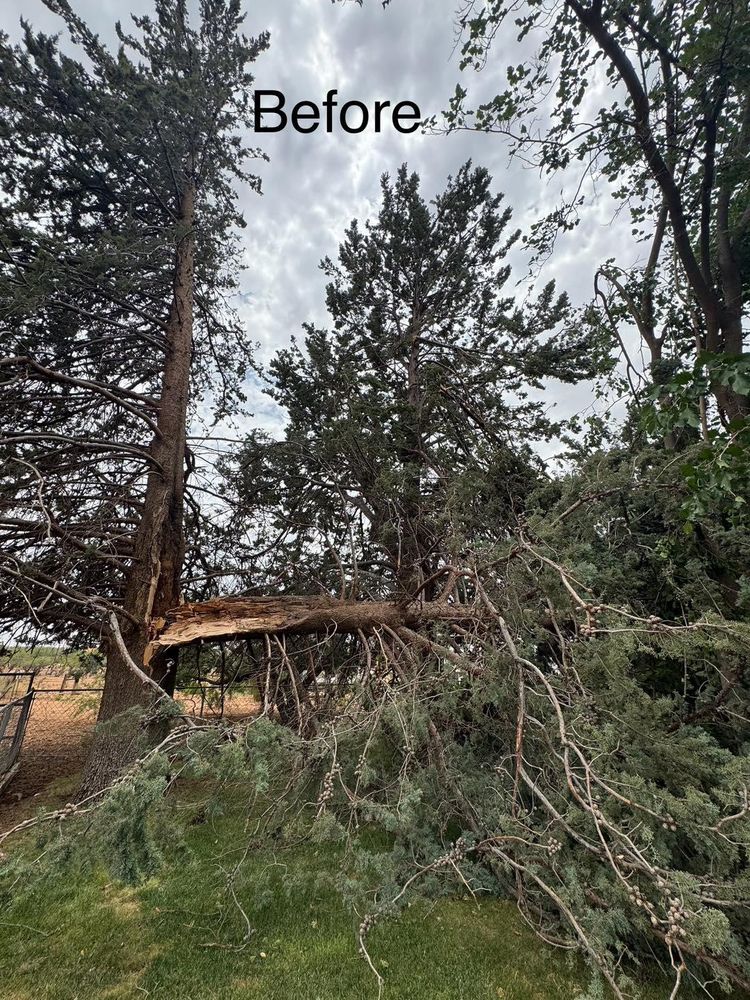 Stump Removal for By Faith Landscaping in Sierra Vista, AZ