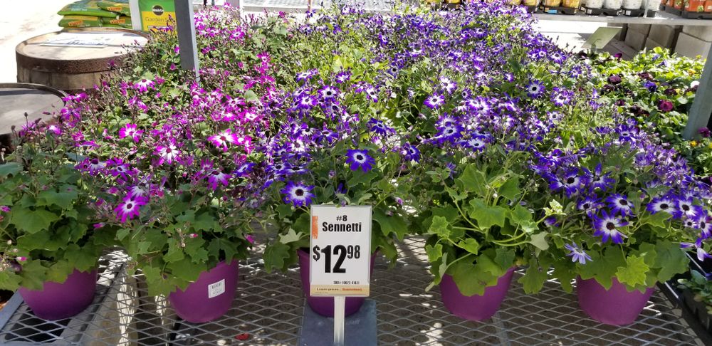 Flower & Tree Planting for Landscape Innovations LLC in Torrington, CT